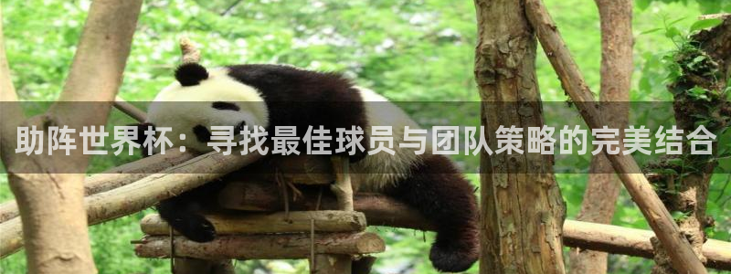 2026世界杯亚洲区预选赛赛程：助阵世界杯：寻找最佳球员与团队策略的完美结合